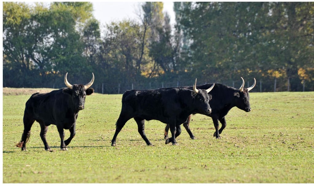 'Tomar el toro por los cuernos', las frases que PETA quiere eliminar
