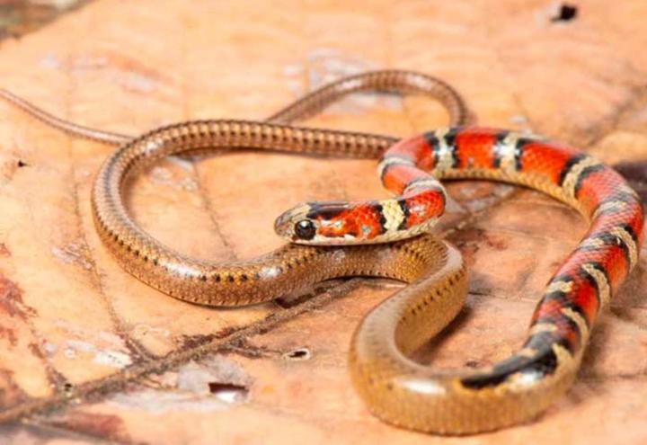 Descubren nueva especie de serpiente para la fauna de Nicaragua