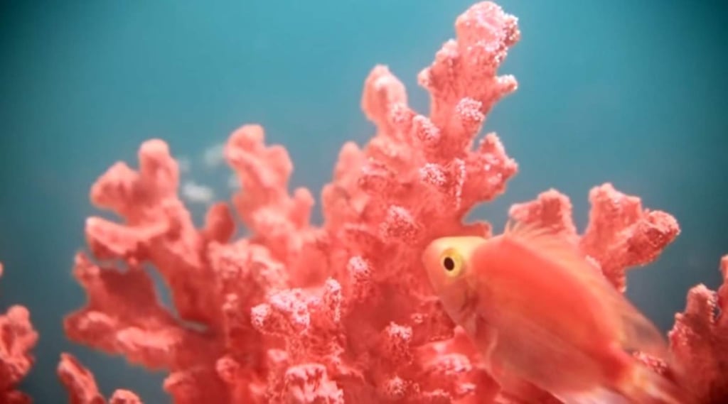 Living Coral será el color del 2019, revela Pantone