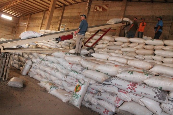 Hay preocupación latente en el campo por el frijol