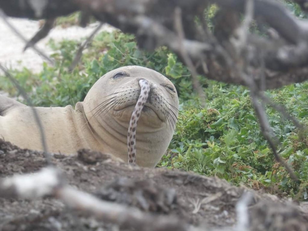Sorprende imagen de foca con anguila en la nariz