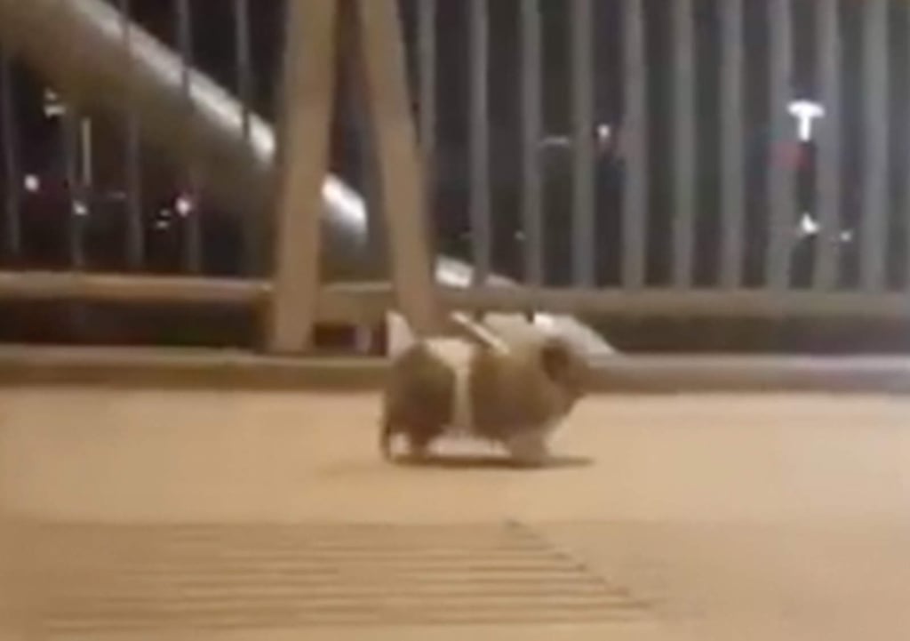 Pomeranian cautiva con su cómica manera de caminar