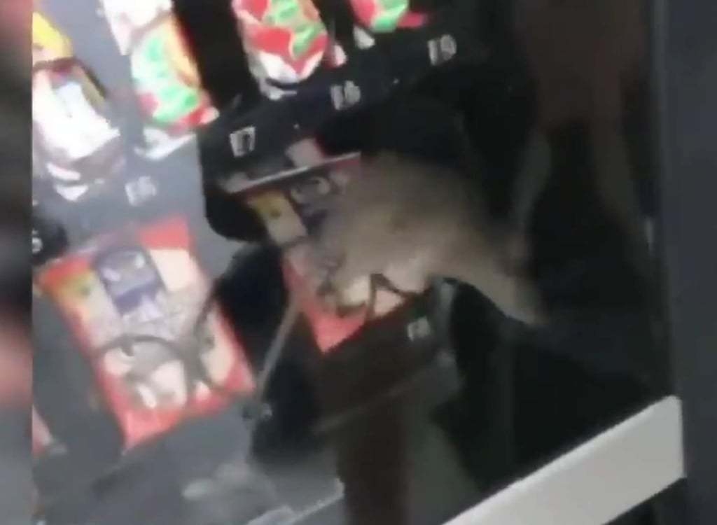 Filman a una rata dentro de una máquina expendedora