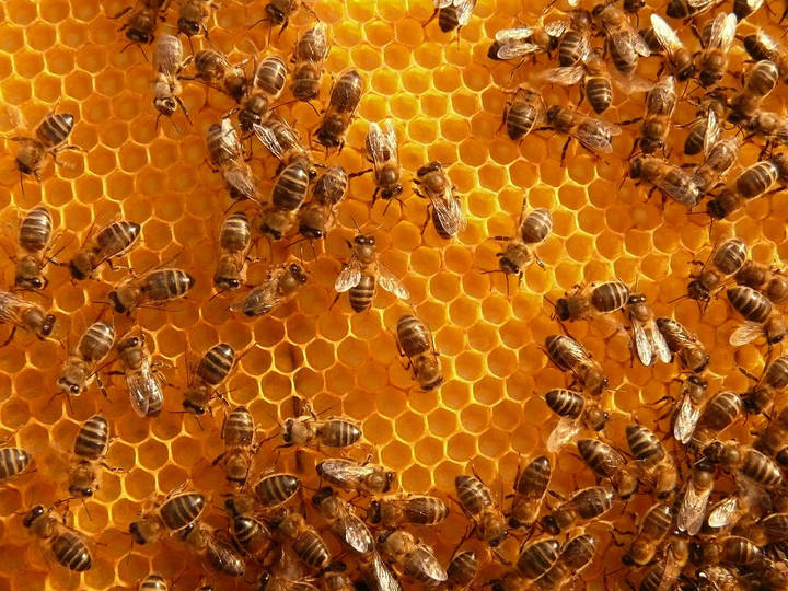 En octubre, 67% de producción de miel