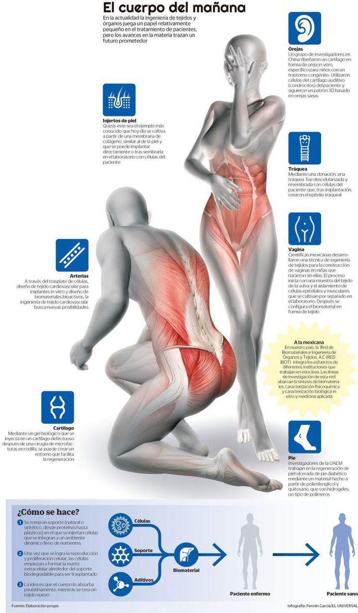 El futuro nos alcanza: regeneración de órganos y tejidos