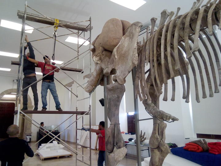 Exhibirán esqueleto de mamut en Durango