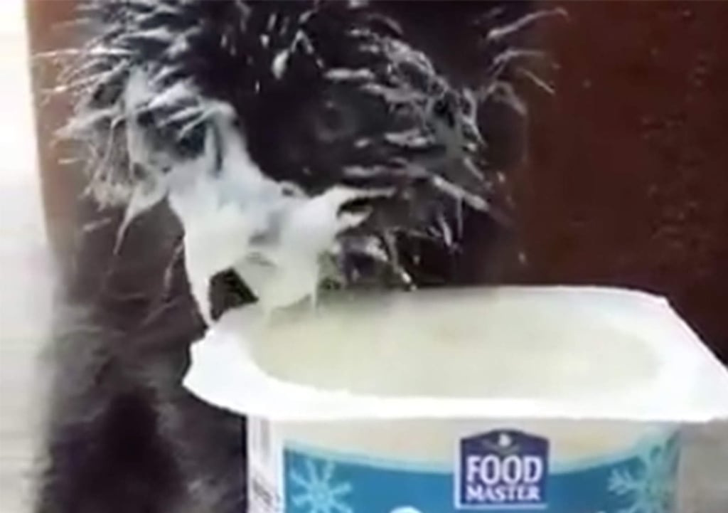 Adorable gato se hace viral al devorar un vaso de yogurt
