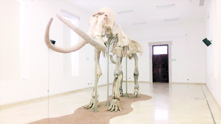 Exposición del mamut, el lunes