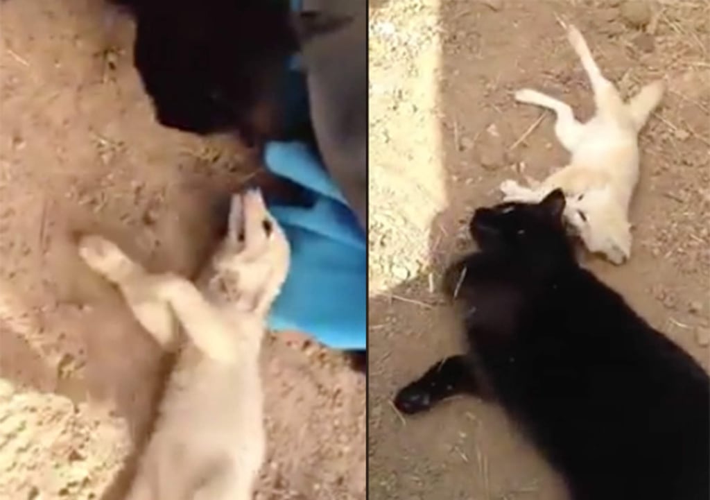 VIRAL: La extraña amistad entre un zorro y gato