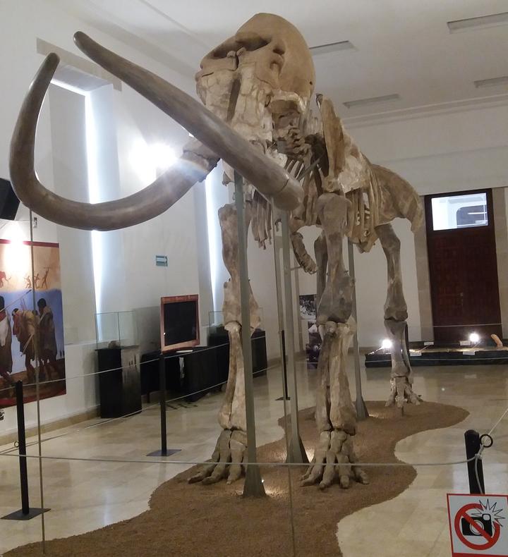 Abren exposición de esqueleto de mamut en Durango