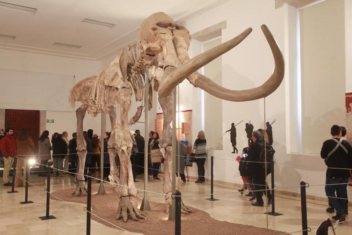 Abierta al público, exhibición de un esqueleto de mamut