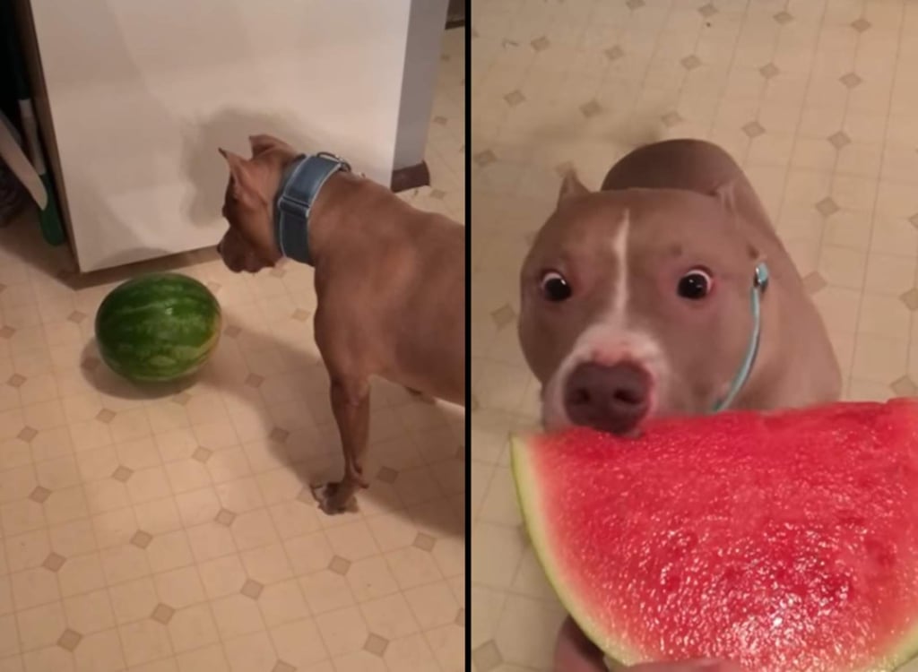 El divertido perro que es fanático de la sandía
