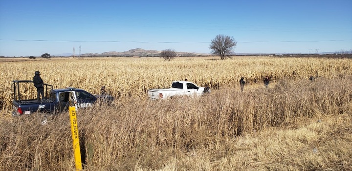 Hallan cadáver en un campo de maíz