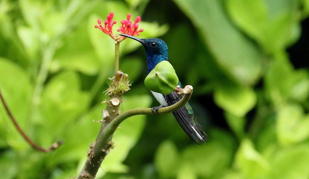 Colibrí, mágico mensajero prehispánico