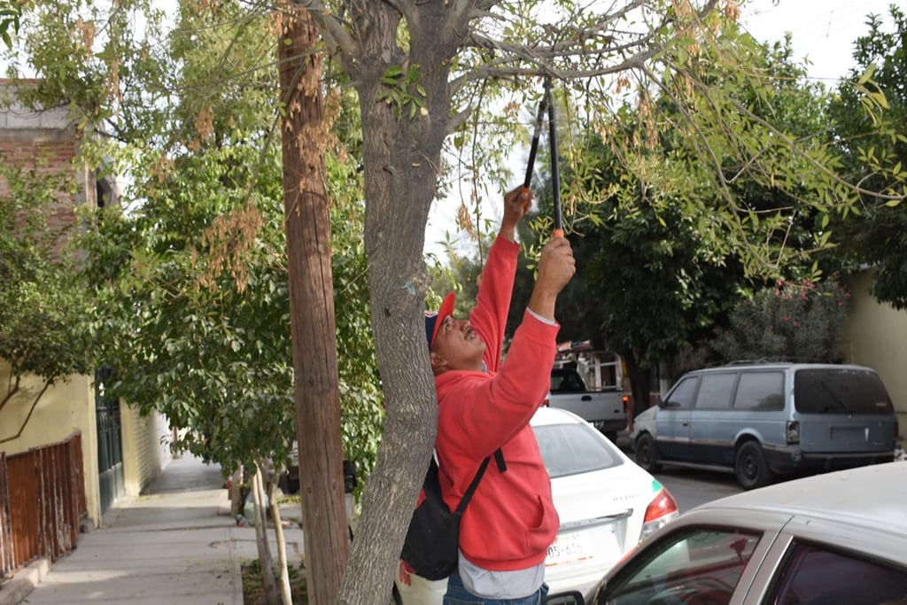 Continúa etapa de poda libre de árboles en Lerdo