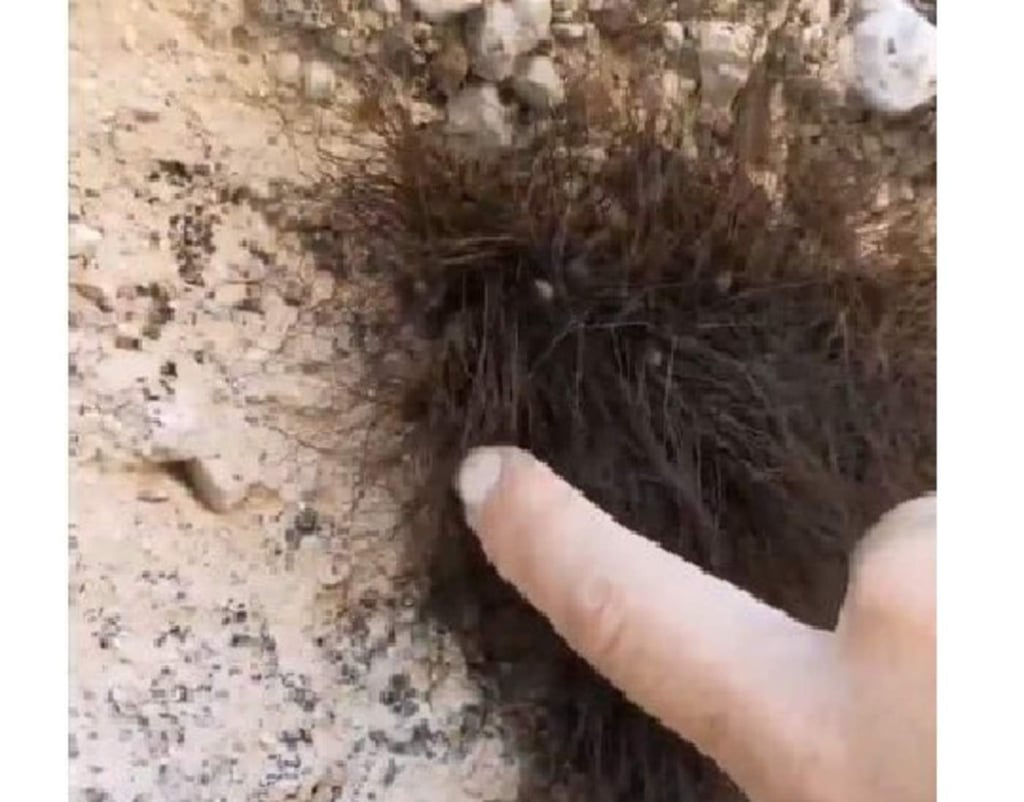 VIRAL: Encuentran 'criatura dormida' y se llevan una sorpresa