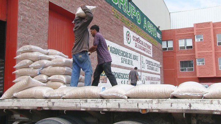 Dicen que ya iniciará la compra de frijol