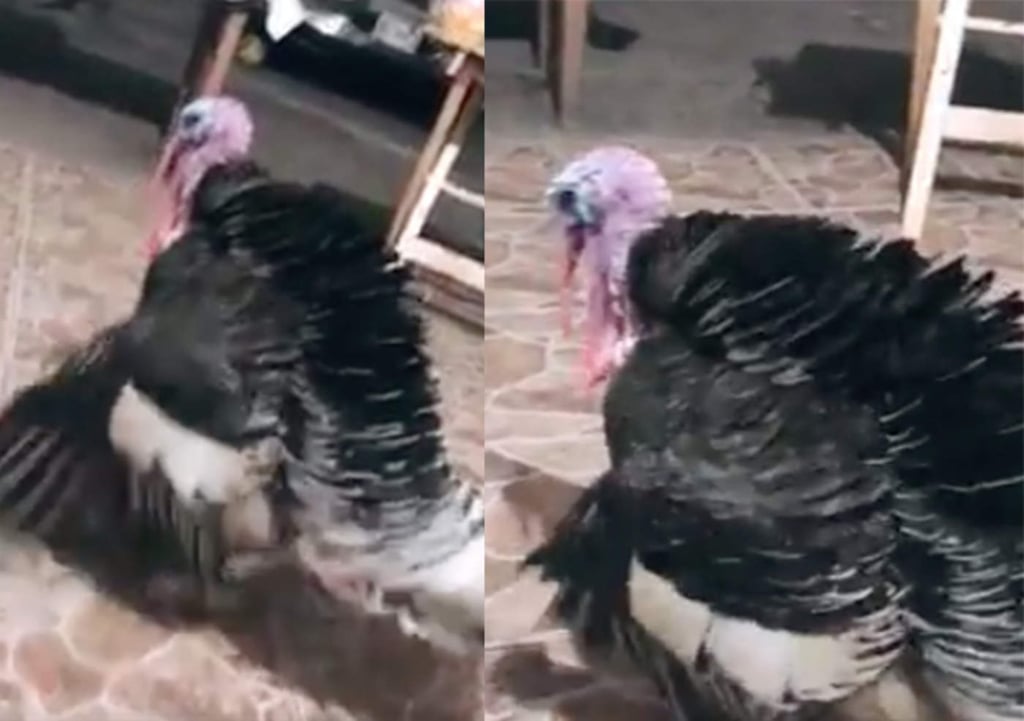 Pavo bailando se hace viral en redes sociales