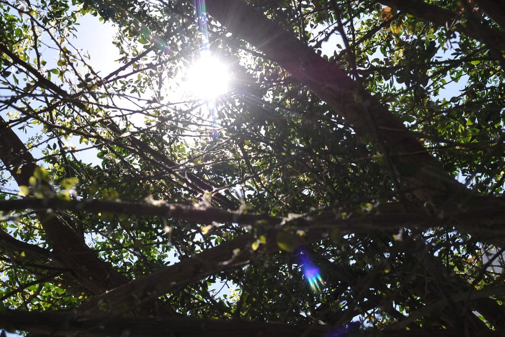 'Cabañuelas', costumbre que persiste para predecir el clima