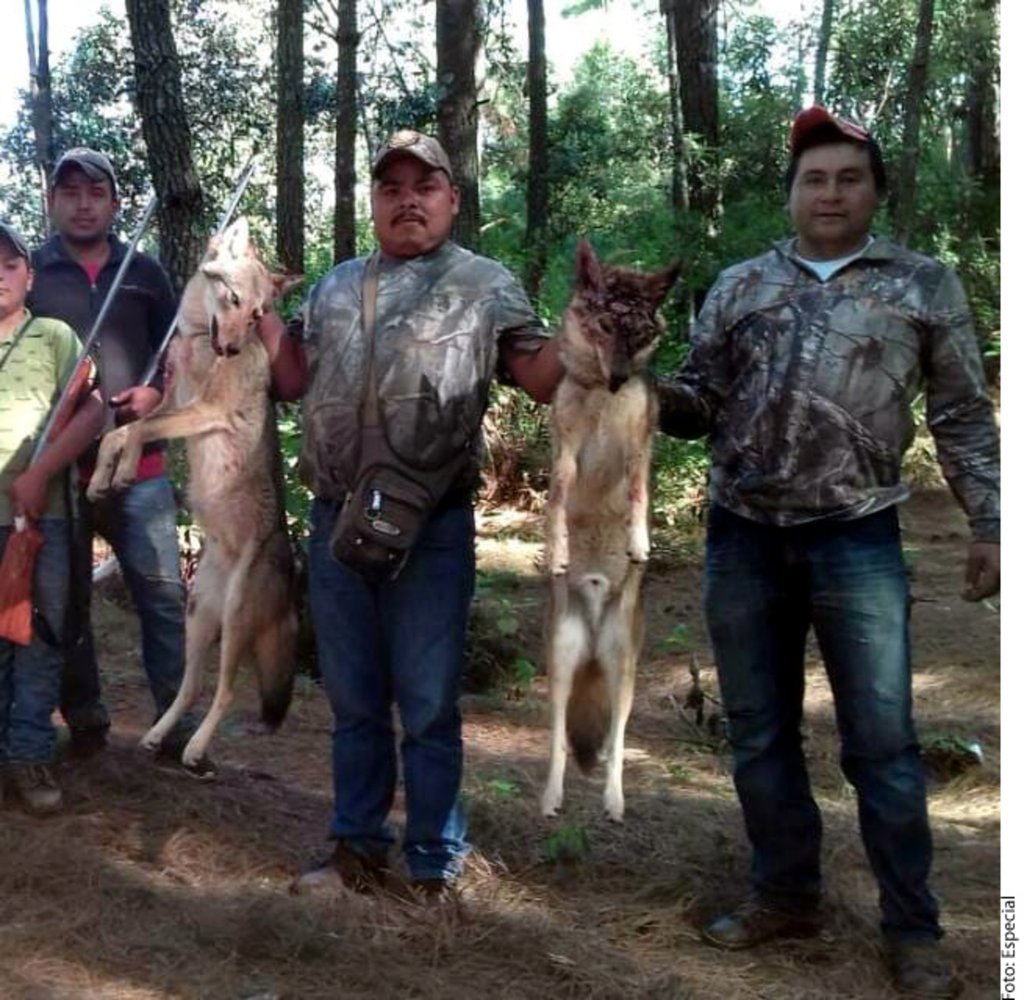 'Cazan' a regidor por foto con dos lobos muertos