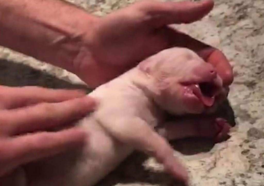 Logra salvar a cachorro recién nacido con RCP