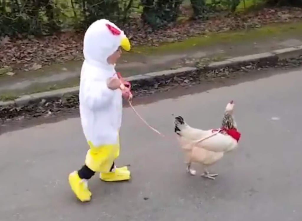 Niña vestida de pollo, pasea a un pollo