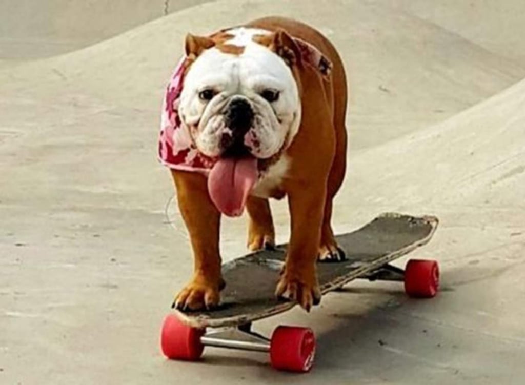 El perro que aprendió a patinar se vuelve sensación