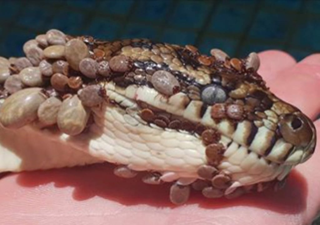 Rescatan a pitón que tenía más de 500 garrapatas en su cuerpo