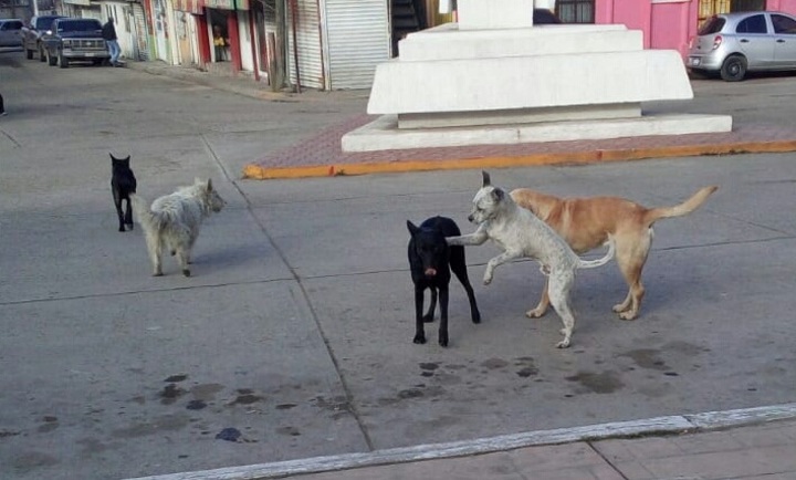 Perros callejeros se reproducen sin control en Pueblo Nuevo