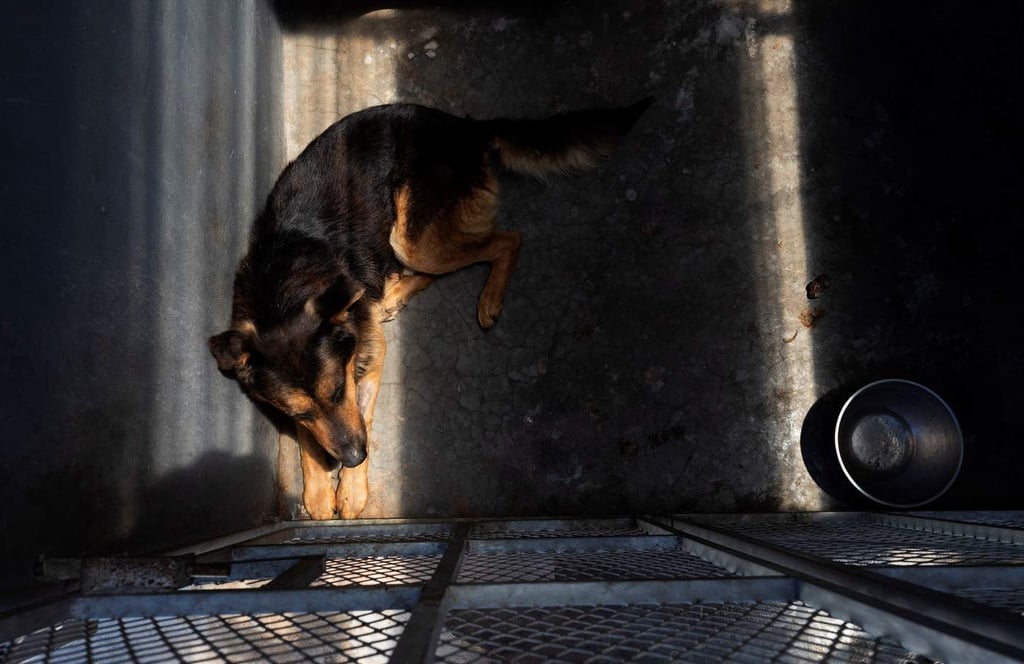 Policía Ambiental de Saltillo regresa mascotas extraviadas a dueños