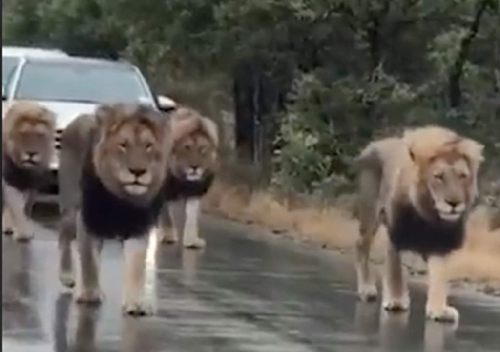 VIDEO: Leones detienen el tráfico en carretera