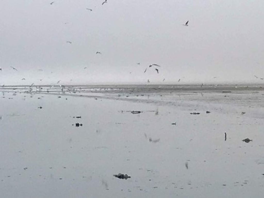 Mueren miles de aves migratorias en Salton Sea, California