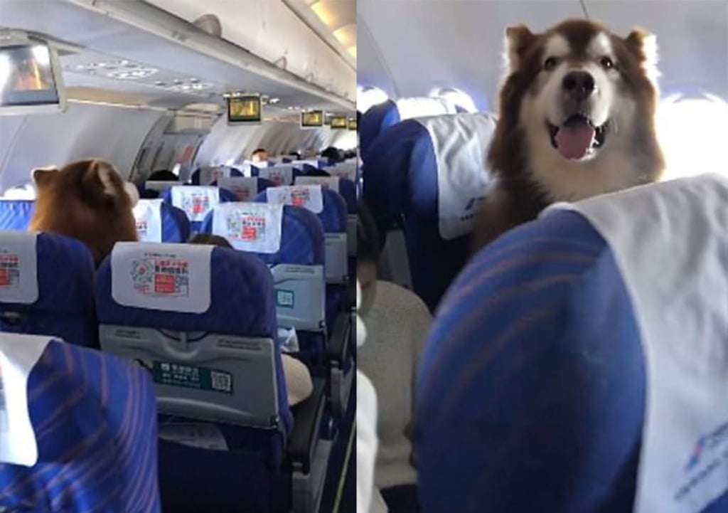 Perro acompaña a su amo durante vuelo y enamora con su calma