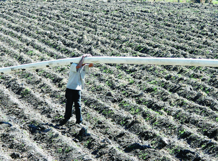 Prefiere el 80% rentar las tierras