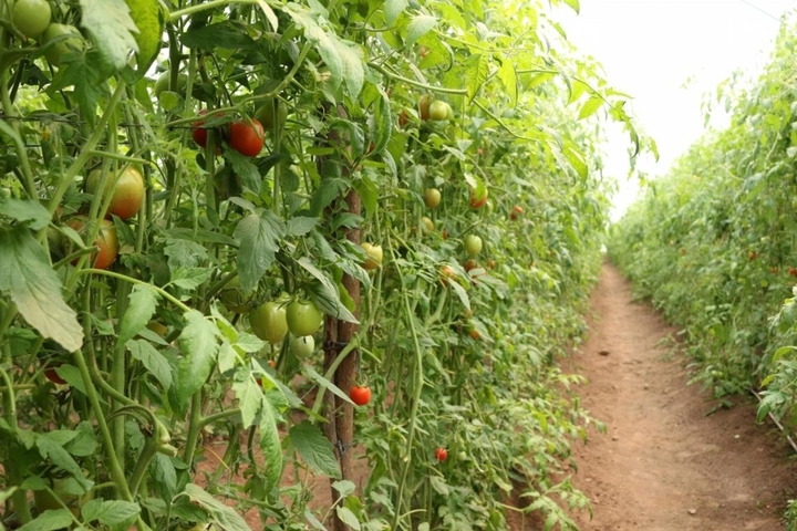 Urge infraestructura al sector tomatero