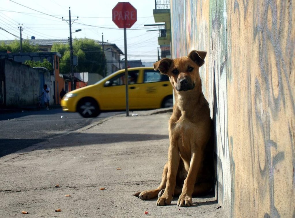 Hay en Ecatepec 700 mil perros en situación de abandono, señalan