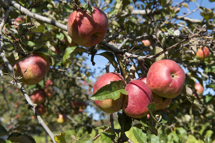 Esperan segunda etapa del programa federal
