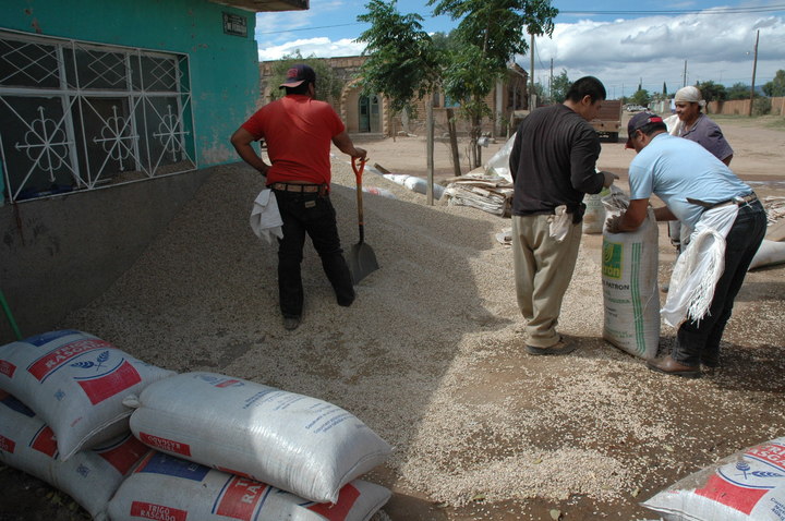 Durango, segundo productor de frijol