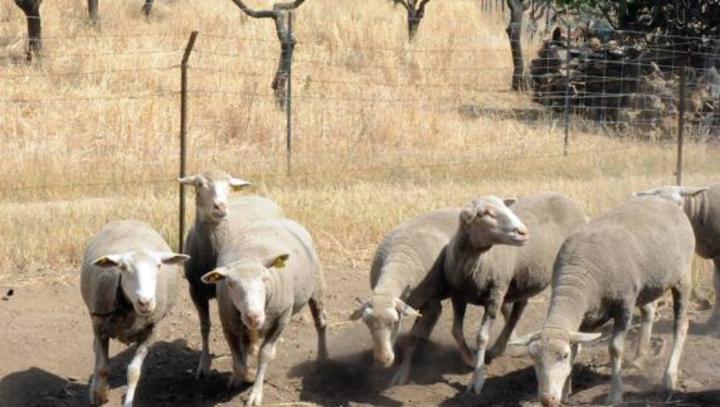 Reportan 612 toneladas de ovino durante 2018