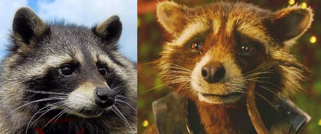 Fallece 'Oreo' el mapache en el que fue inspirado 'Rocket Raccoon'