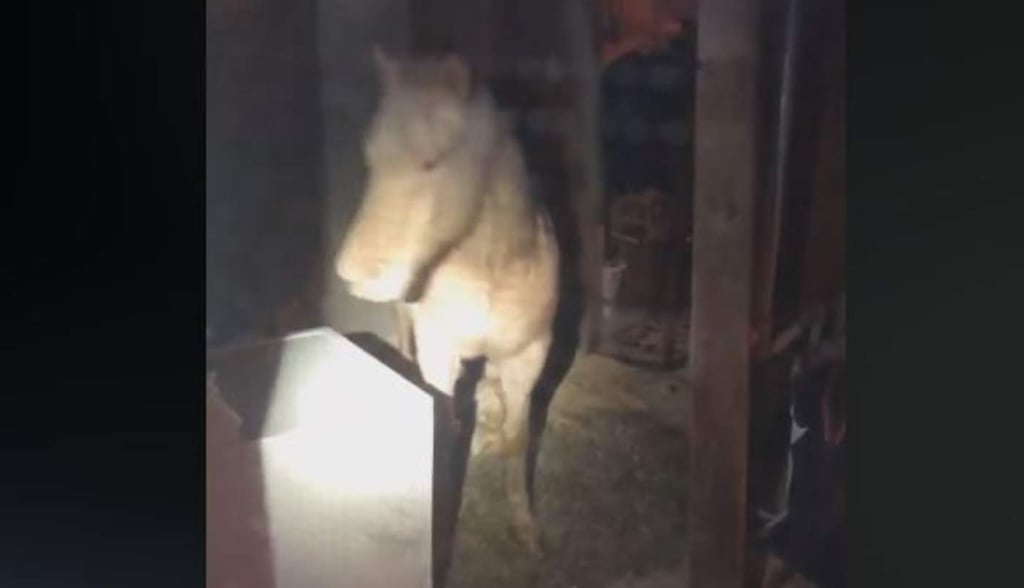 Mujer llama a la policía en EUA por un caballo en su sótano