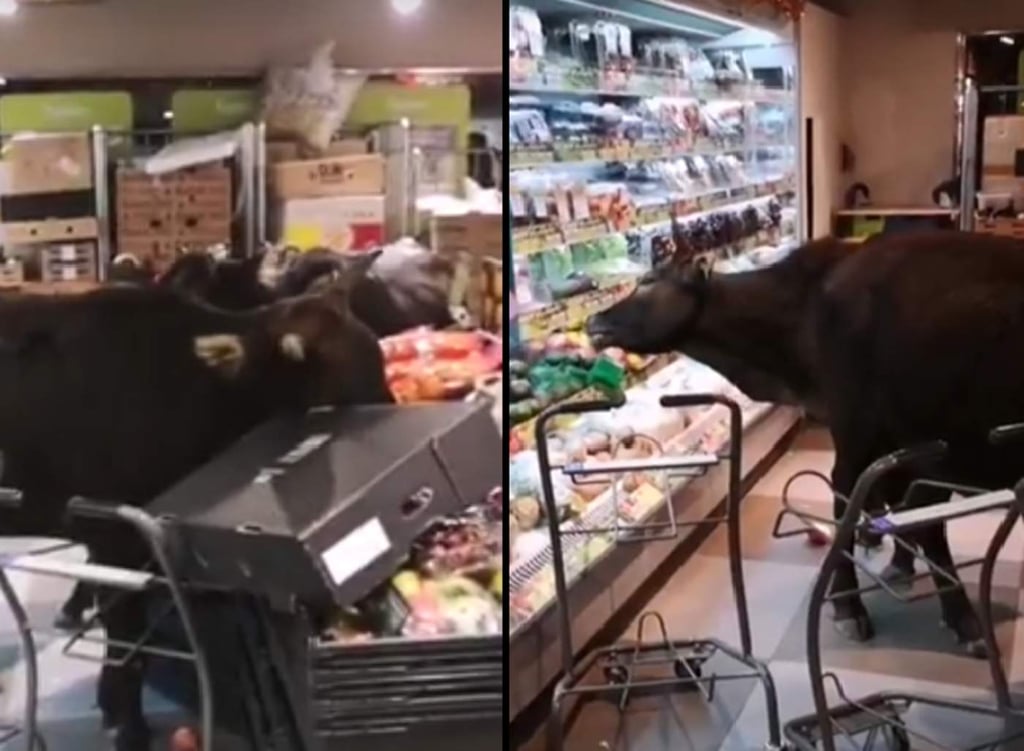 Vacas entran a un supermercado por un bocadillo