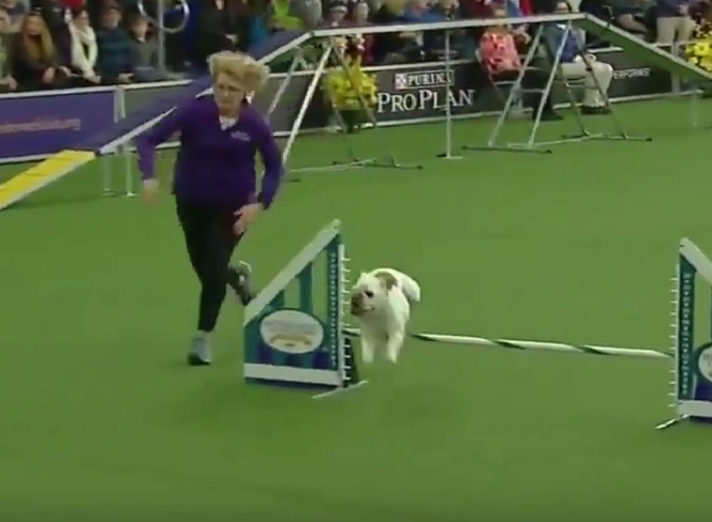 Bulldog se vuelve la sensación en una carrera de obstáculos