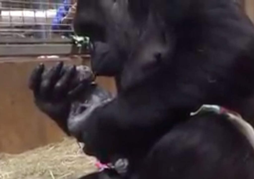 Así es como gorilla asiste su propio parto