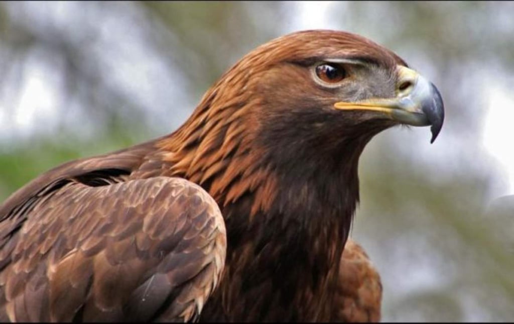 Arqueólogos explican el valor del águila real para los mexicas