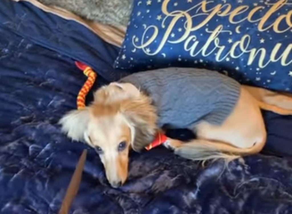 Joven entrena a su perro usando hechizos de Harry Potter