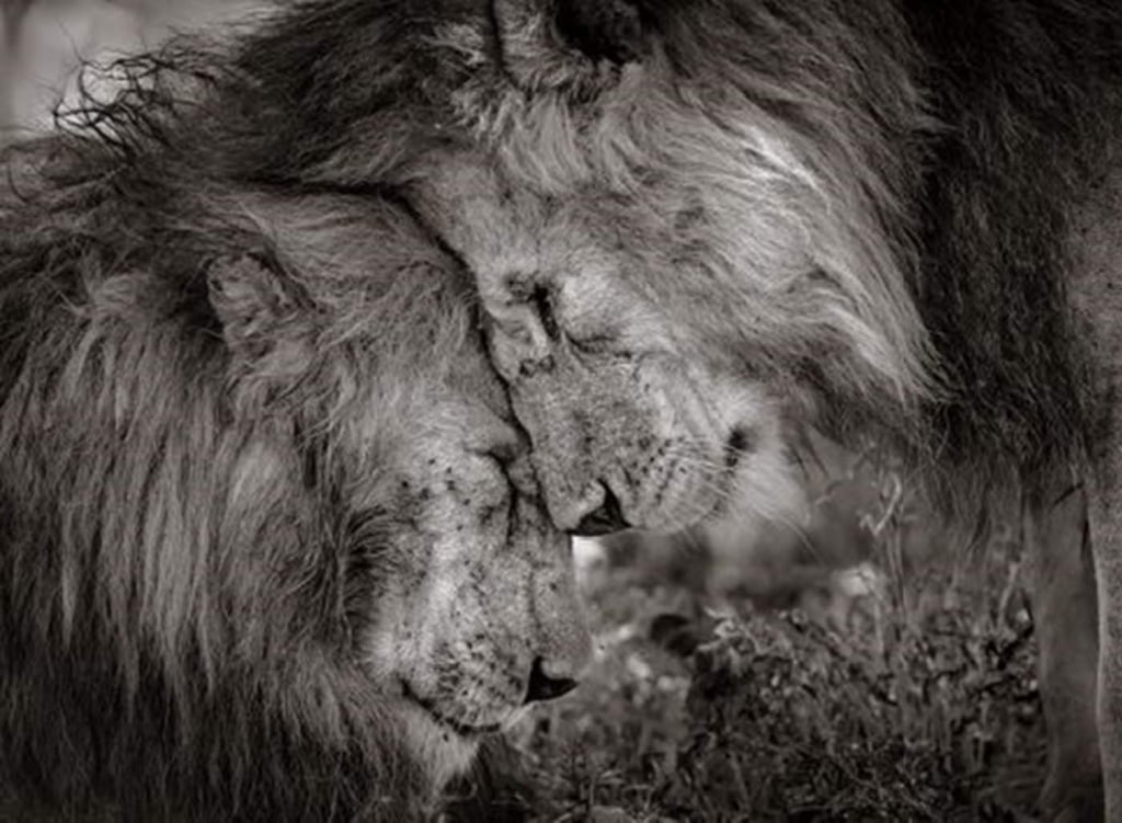 Tierno momento entre dos leones se gana ‘la foto del año’