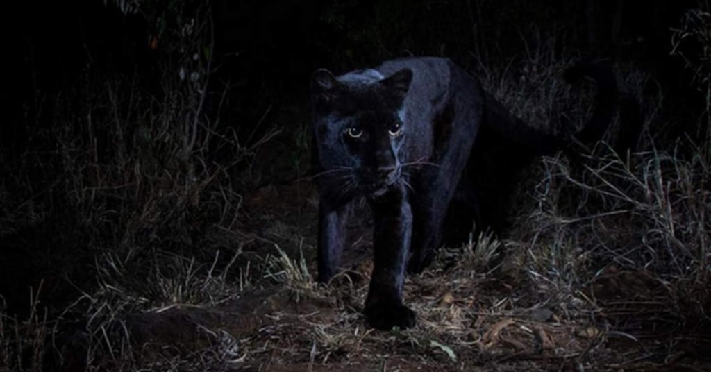 Fotografían a raro leopardo negro en Kenia en más de 100 años