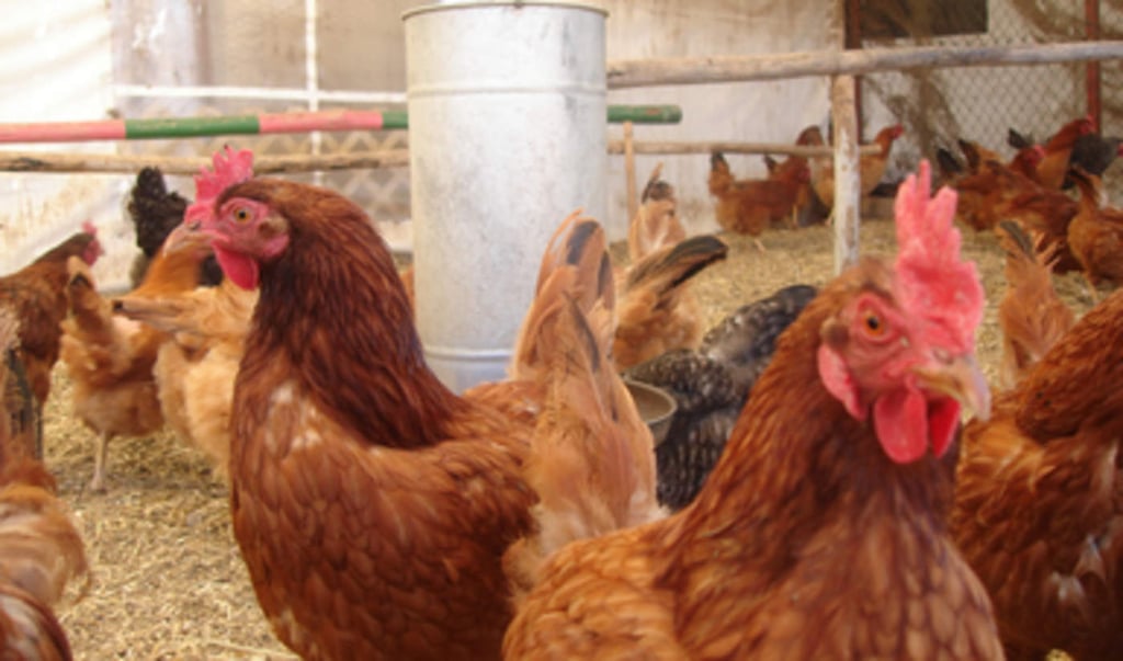 Sader refuerza vigilancia en aves por enfermedad de Newcastle