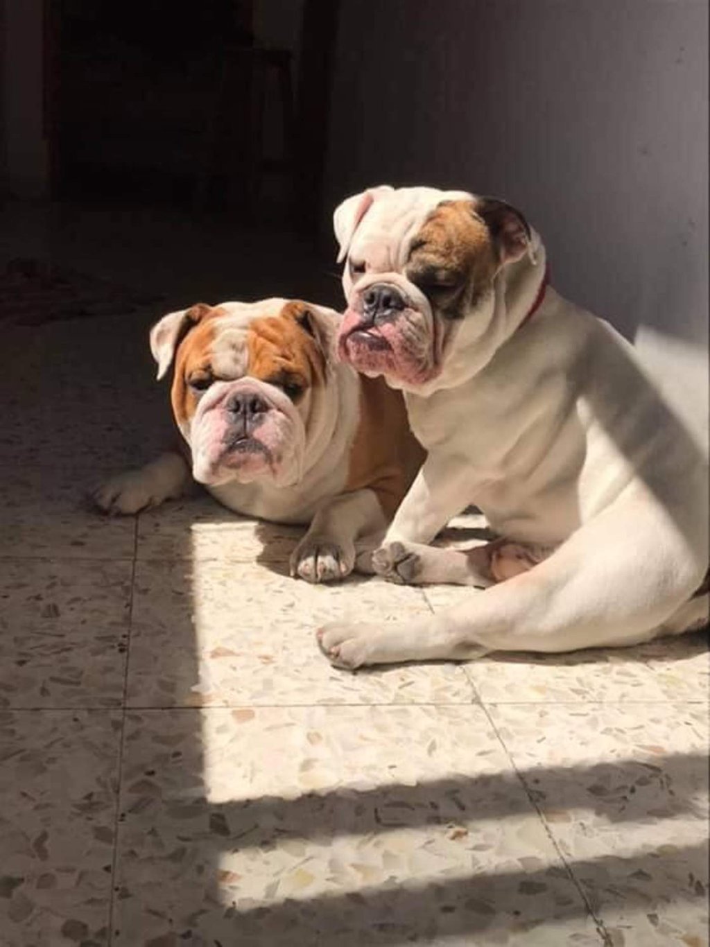 Sujetos armados roban a dos perros bulldog inglés en Iztacalco